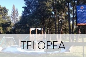 Telopea